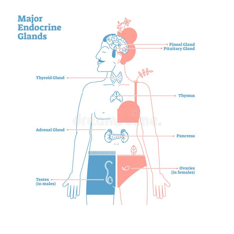 Major Endocrine Glands, Vectorillustratiediagram Menselijk Lichaamshormonen stock illustratie Major Endocrine Glands, Vectorillustratiediagram Menselijk Lichaamshormonen stock illustratie