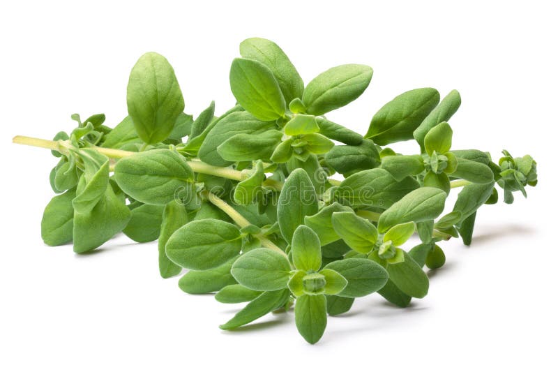 Majorana Origanum майорана, пути стоковые фото Majorana Origanum майорана, пути стоковые фото