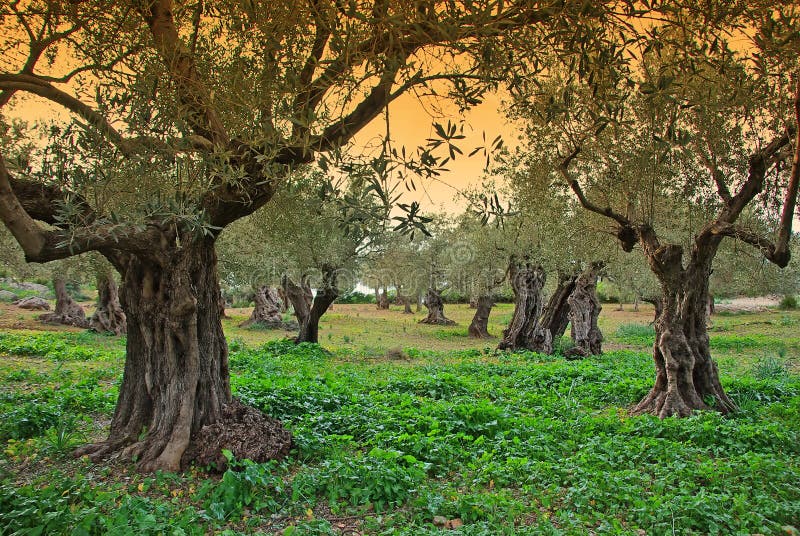 Majorca drzewa oliwne