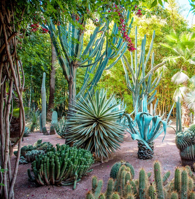 Majorelle ogr?d w Marrakech, Maroko zdjęcia stock Majorelle ogr?d w Marrakech, Maroko zdjęcia stock