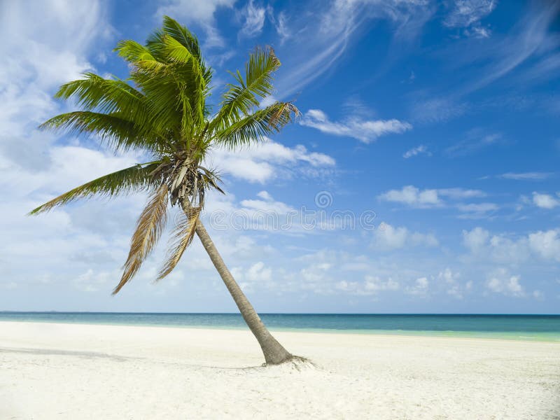 Caribbean ocean and palm trees in Mexico, Riviera Maya. Caribbean ocean and palm trees in Mexico, Riviera Maya