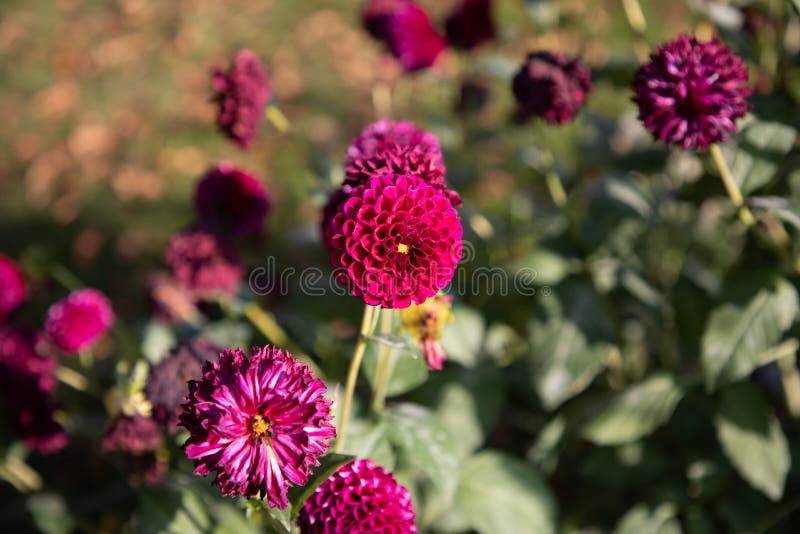 Makhmali del amaranto de globo y globosa del Gomphrena del vadamalli fotos de archivo libres de regalías Makhmali del amaranto de globo y globosa del Gomphrena del vadamalli fotos de archivo libres de regalías