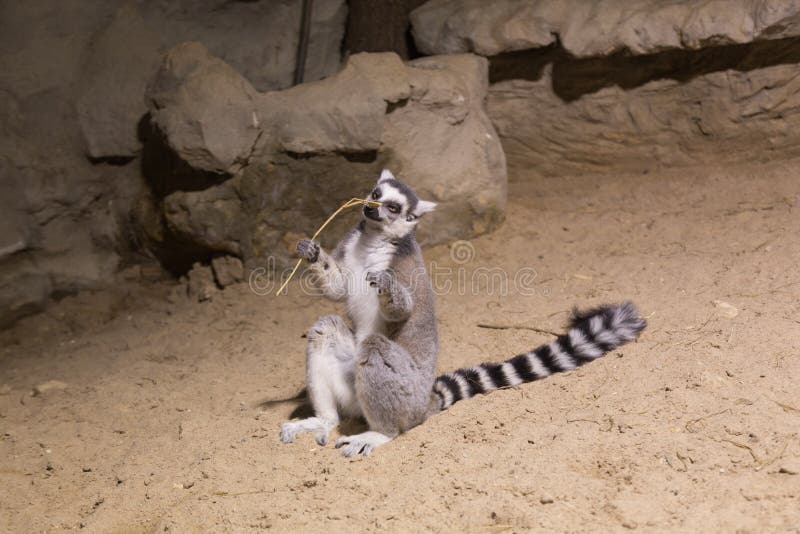 Maki grappig dierlijk zoogdier Madagascar