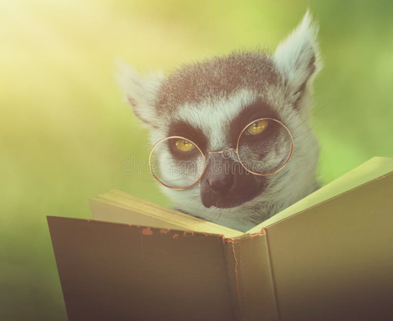 A lemur animal with glasses is reading a book in the woods for an education or school concept. A lemur animal with glasses is reading a book in the woods for an education or school concept.