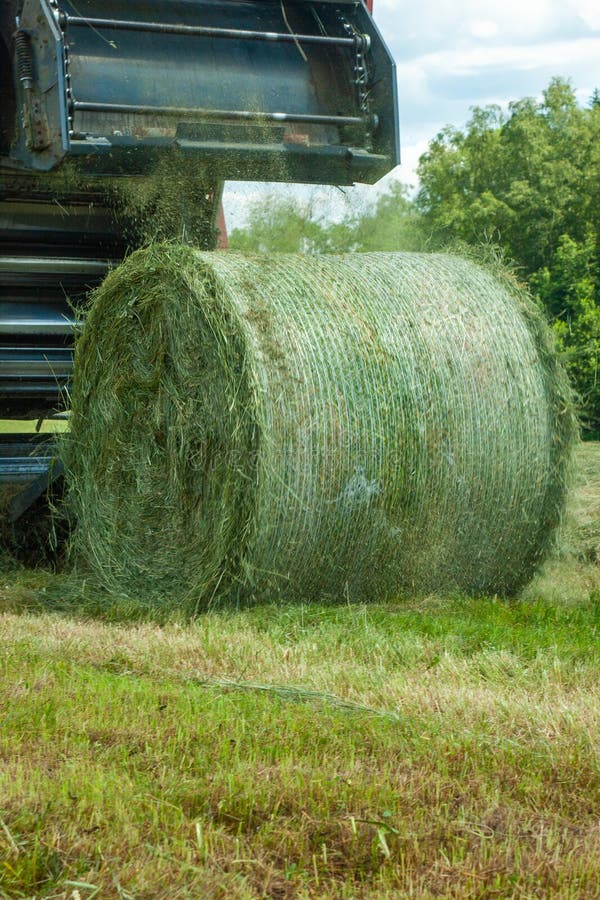 Making Large Roll of Hay for Livestock Stock Photo Image of field