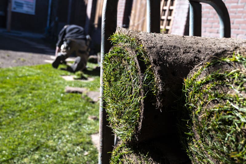 Making of Natural Green Lawn in Garden with Rolls of Green Grass