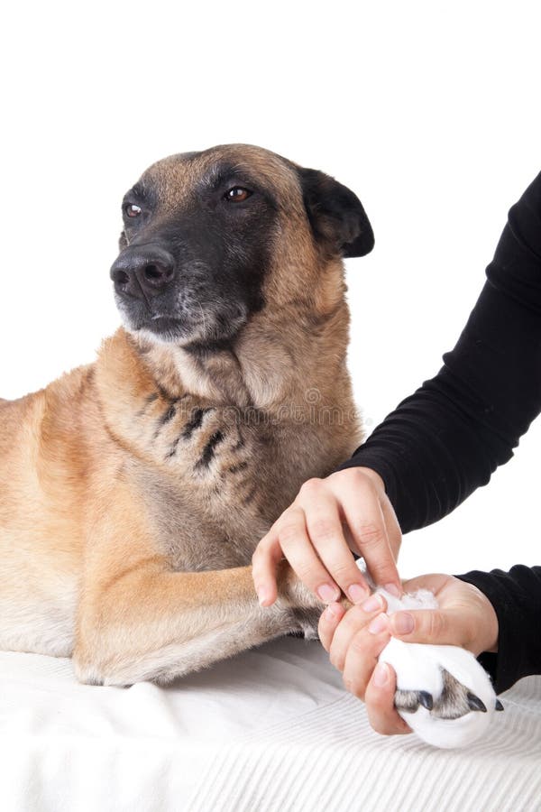 Making a Paw Bandage. First Aid for a Dog. Stock Photo Image of healthy, belgium 27350512