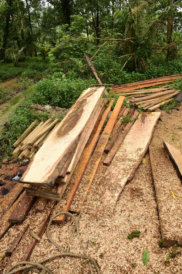 Making planks stock image. Image of severed, arboreal 209719275