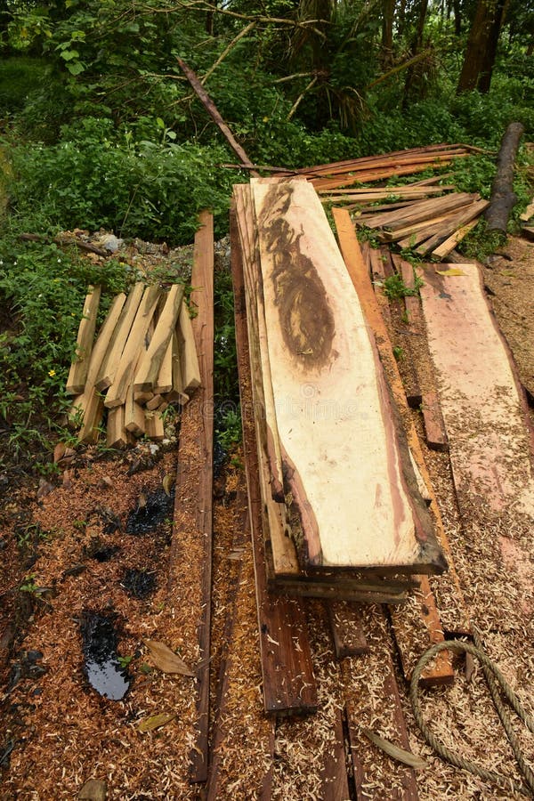 Making planks stock photo. Image of rings, biology, building 209719286