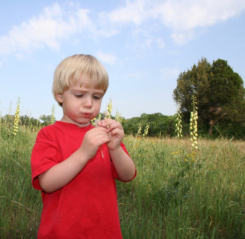Making A Wish on Dandelion stock photo Making A Wish on Dandelion stock photo
