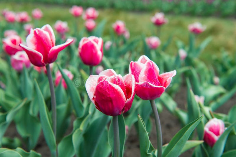 Making the world bright. pink vibrant flowers. beauty of nature. enjoy seasonal blossom. pink flowers in field. Landscape of Netherlands tulips. Spring season stock photos Making the world bright. pink vibrant flowers. beauty of nature. enjoy seasonal blossom. pink flowers in field. Landscape of Netherlands tulips. Spring season stock photos
