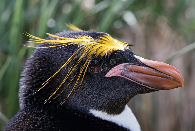 Close-up image of macaroni penguin in Antarctica. Close-up image of macaroni penguin in Antarctica.