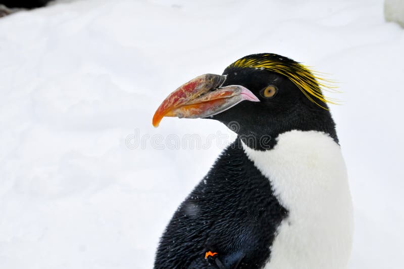 Macaroni Penguin with his head turned on a swivel. Macaroni Penguin with his head turned on a swivel