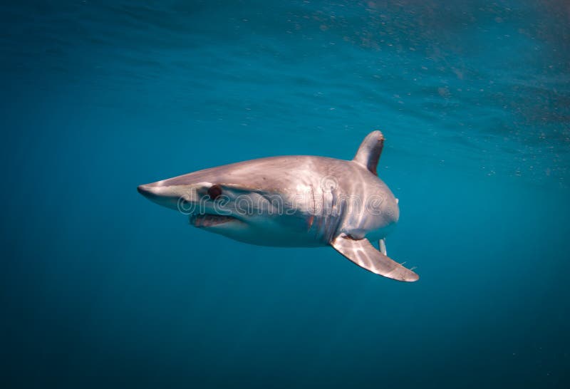 Mako Shark stock photo. Image of boat, swimming, wilderness 93757894