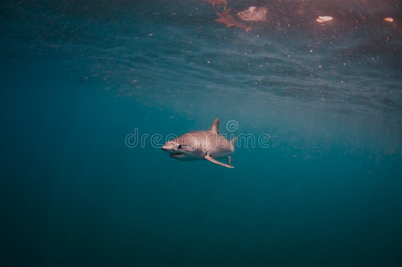 Mako Shark stock photo. Image of boat, swimming, wilderness 93757894