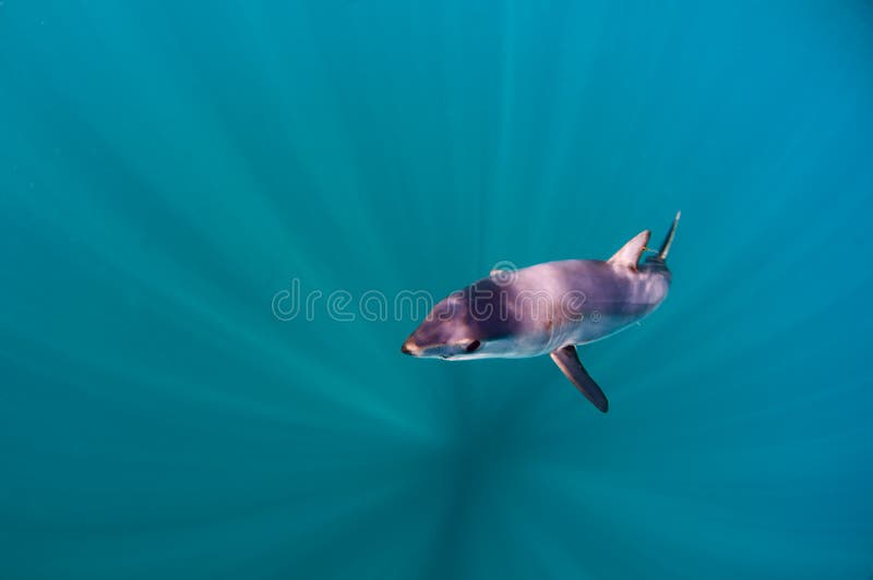 Mako Shark stock photo. Image of boat, swimming, wilderness 93757894