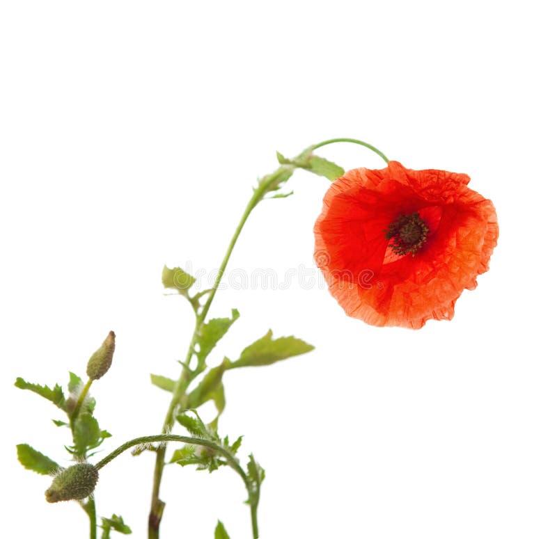 makowa czerwień zdjęcia stock makowa czerwień zdjęcia stock