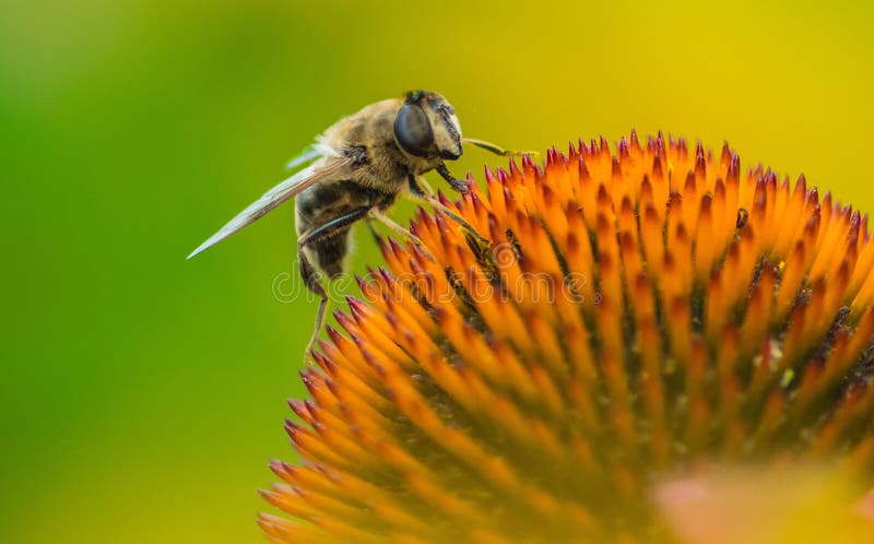 Download Makro-Aufnahmeneiner Riesenschwebebiene Arkivfoto - Bild av makro: 76700724