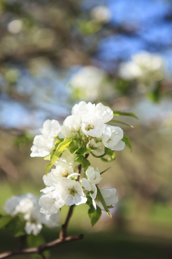 Makro av det blommande äppleträdet royaltyfria bilder Makro av det blommande äppleträdet royaltyfria bilder
