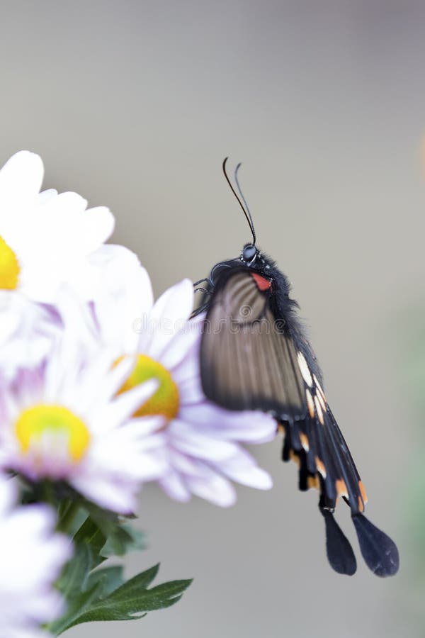 Makro av en svart och en röd fjäril som sitter på den rosa blomman royaltyfri fotografi Makro av en svart och en röd fjäril som sitter på den rosa blomman royaltyfri fotografi