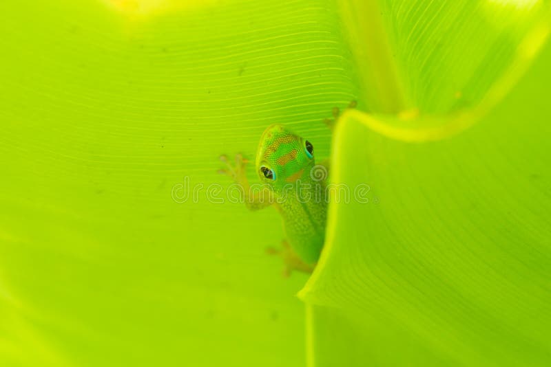 Makro av guldstoftdaggeckon fotografering för bildbyråer Makro av guldstoftdaggeckon fotografering för bildbyråer