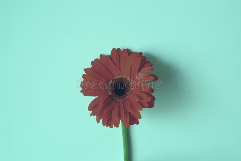 Makro av krysantemumet royaltyfri foto Makro av krysantemumet royaltyfri foto