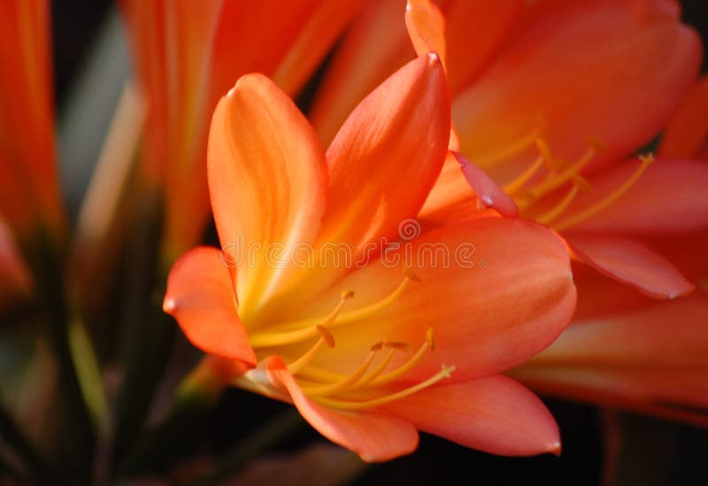 Makro- Clivia kwiat obraz stock Makro- Clivia kwiat obraz stock