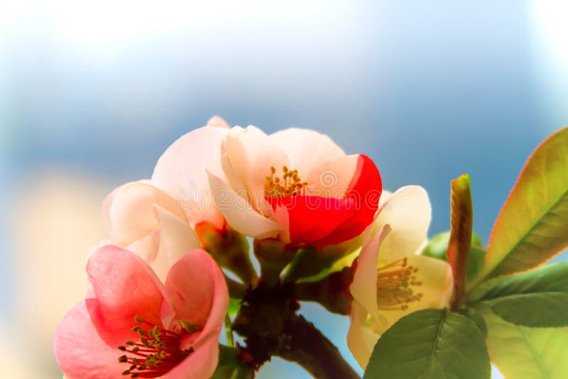 Makro closeup view of crabapple flower fotografia stock