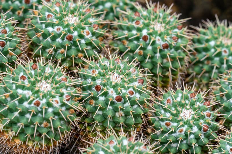 Makro da florescência do compressa do mammillaria foto de stock royalty free Makro da florescência do compressa do mammillaria foto de stock royalty free
