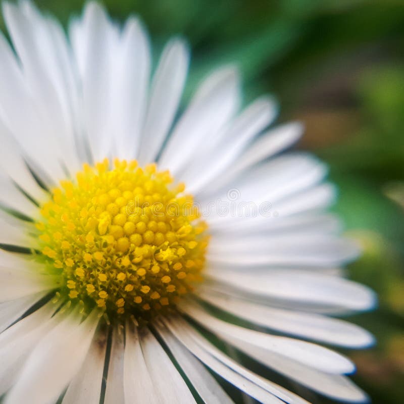 Makro Daisy Flower Detaljer av den gula tusenskönan arkivfoton Makro Daisy Flower Detaljer av den gula tusenskönan arkivfoton