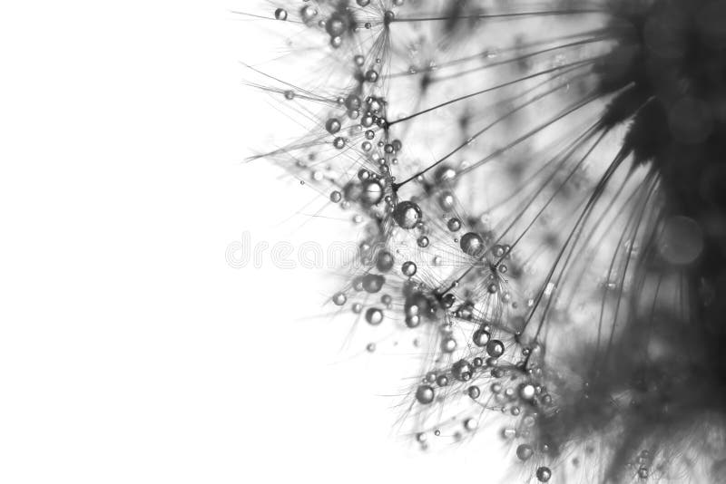 Makro- dandelion z wodnymi kroplami w czarny i biały kwiatach Selekcyjna ostrość zdjęcie royalty free Makro- dandelion z wodnymi kroplami w czarny i biały kwiatach Selekcyjna ostrość zdjęcie royalty free