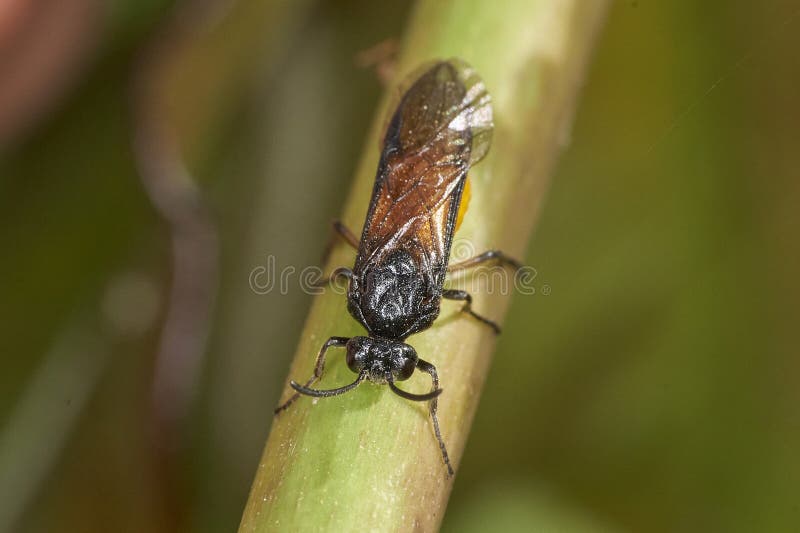 A Large Rose Sawfly laying eggs into the stem of a rose. Arge pagana can reach a length of about 1 cm. Wings and veins on the wings are black, often with blue metallic sheen. Pronotum and legs are also black. Its most conspicuous feature is a large rounded yellow abdomen. It has a black head and thorax and the legs are largely black. A Large Rose Sawfly laying eggs into the stem of a rose. Arge pagana can reach a length of about 1 cm. Wings and veins on the wings are black, often with blue metallic sheen. Pronotum and legs are also black. Its most conspicuous feature is a large rounded yellow abdomen. It has a black head and thorax and the legs are largely black.