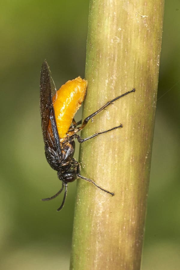 A Large Rose Sawfly laying eggs into the stem of a rose. Arge pagana can reach a length of about 1 cm. Wings and veins on the wings are black, often with blue metallic sheen. Pronotum and legs are also black. Its most conspicuous feature is a large rounded yellow abdomen. It has a black head and thorax and the legs are largely black. A Large Rose Sawfly laying eggs into the stem of a rose. Arge pagana can reach a length of about 1 cm. Wings and veins on the wings are black, often with blue metallic sheen. Pronotum and legs are also black. Its most conspicuous feature is a large rounded yellow abdomen. It has a black head and thorax and the legs are largely black.