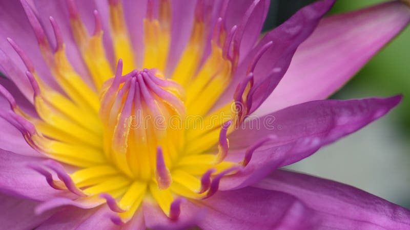 Makro des purpurroten Lotos der Blüte lizenzfreie stockfotografie Makro des purpurroten Lotos der Blüte lizenzfreie stockfotografie