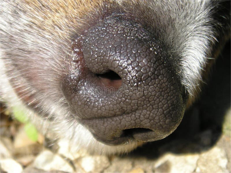 Makro einer Wekzeugspritze des Hundes. stockbilder Makro einer Wekzeugspritze des Hundes. stockbilder