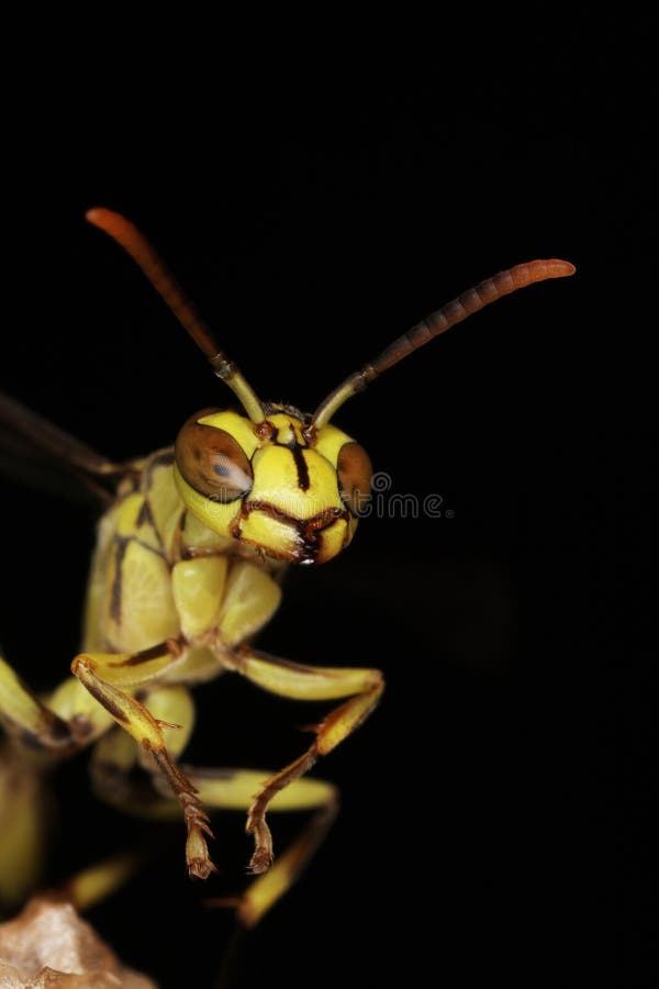 Macro shot of a yellow wasp with black background. Macro shot of a yellow wasp with black background