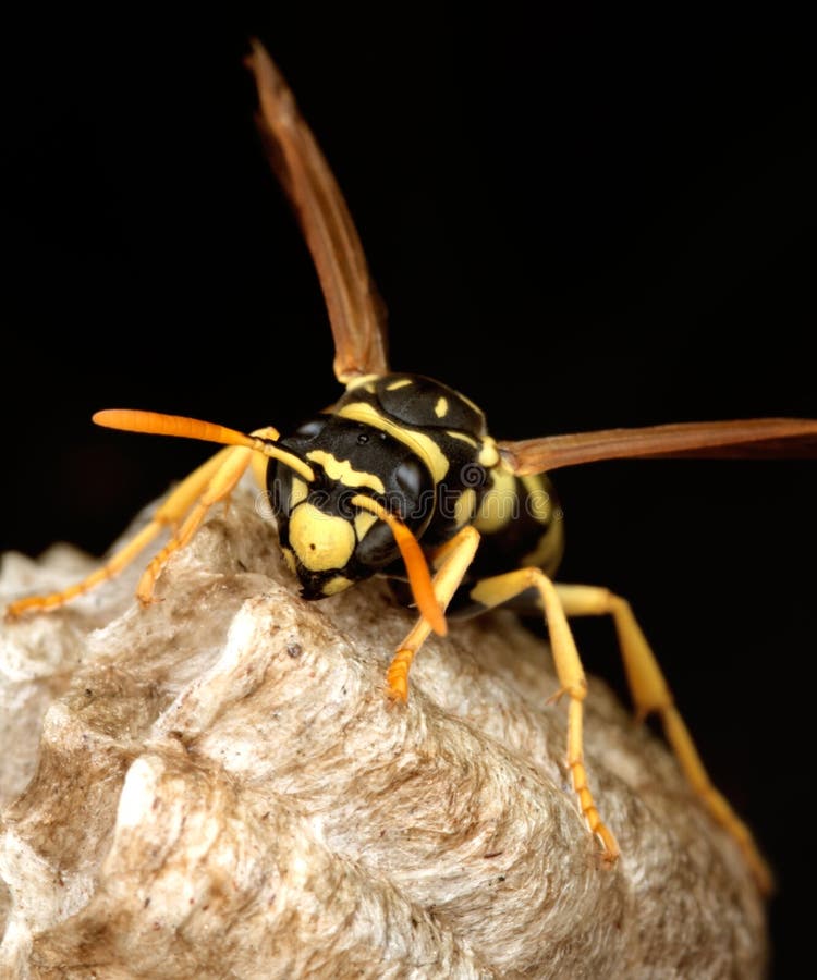 Makroaufnahme einer Wespe im Nest stockfotografie