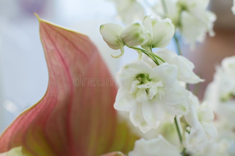 Makro empfindliche frische wthite delphinum Blume Heiratende Dekoration der frischen Blumen stockfotos Makro empfindliche frische wthite delphinum Blume Heiratende Dekoration der frischen Blumen stockfotos