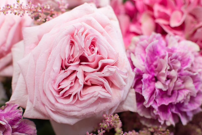 Makro empfindliches neues Rosa stieg Blume Heiratende Dekoration der frischen Blumen stockfotografie Makro empfindliches neues Rosa stieg Blume Heiratende Dekoration der frischen Blumen stockfotografie