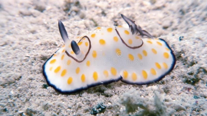 Makro- Farbe-Nudibranch-Mollusken-wahre Seeschnecke