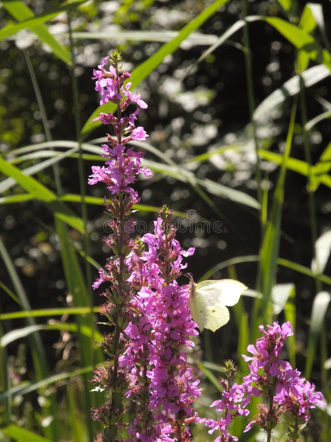 Makro- fotografia Gonepteryx rhamni lub błonia brimstone motyl na wildflowers w łące obrazy royalty free Makro- fotografia Gonepteryx rhamni lub błonia brimstone motyl na wildflowers w łące obrazy royalty free