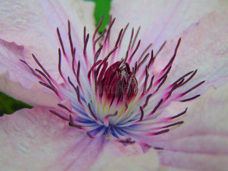 Macro photo with a decorative background texture beautiful large clematis flower with petals of delicate pink shade of color as the source for prints, advertising, posters, interiors, decorating. Macro photo with a decorative background texture beautiful large clematis flower with petals of delicate pink shade of color as the source for prints, advertising, posters, interiors, decorating