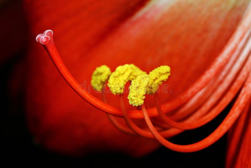 Makro- fotografia Żółty Amaryllis pollen obraz stock Makro- fotografia Żółty Amaryllis pollen obraz stock