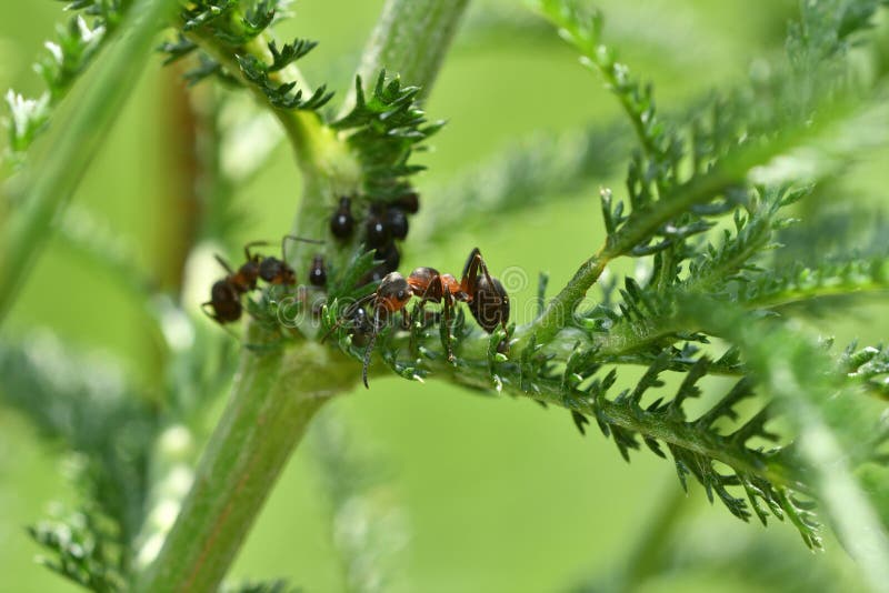 Große Ameise mit Flügeln stockbild. Bild von vorstand