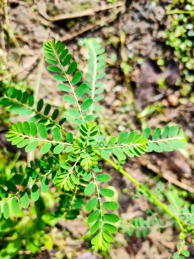 A small wild plant growing in a summer morning. A small wild plant growing in a summer morning.