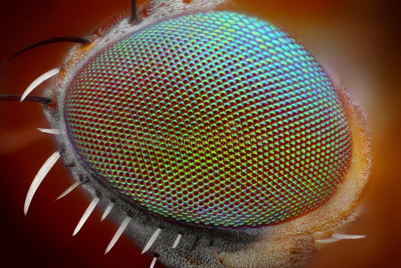 Makro- komarnicy oko