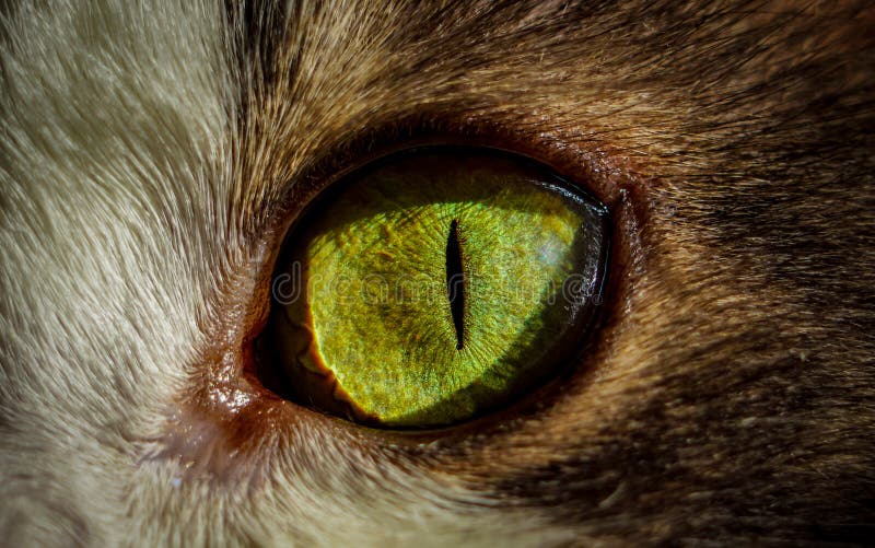 Macro cat`s eye. View of green and yellow colours of cat eye. Macro cat`s eye. View of green and yellow colours of cat eye.