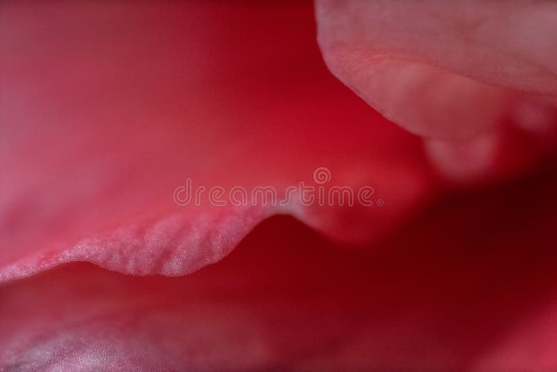 Makro krawędzi płatka geranu barwionego łososiem obrazy royalty free