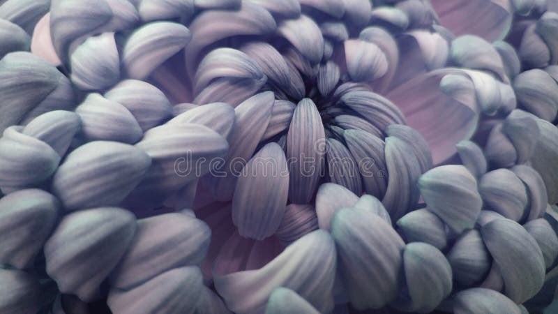 Makro- menchii chryzantemy duży kwiat zbliżenie Biały kwiatu tło fotografia stock Makro- menchii chryzantemy duży kwiat zbliżenie Biały kwiatu tło fotografia stock