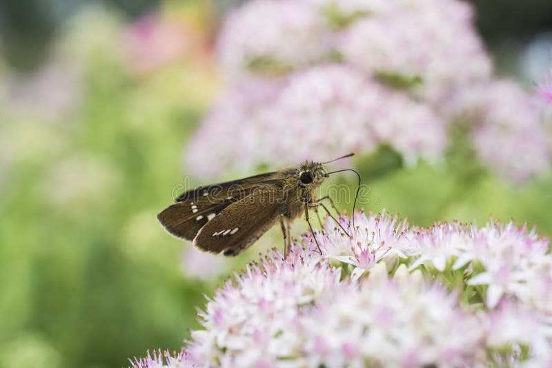 Makro- obiektywu strzał ćma z bladą czerwienią kwitnie z lekkimi czerwonymi kropkami fotografia stock Makro- obiektywu strzał ćma z bladą czerwienią kwitnie z lekkimi czerwonymi kropkami fotografia stock